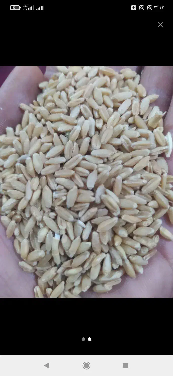 گندم سفید درجه یک آذر 2وگندم ابی 3چهار تن|خدمات باغبانی و درختکاری|کوهدشت, |دیوار