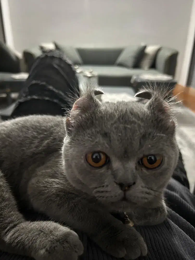 گربه بریتیش نه ماهه|گربه|اصفهان, بابوکان|دیوار