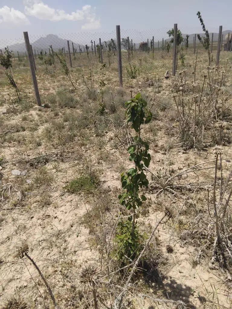 زمین باغی ۱۰۰۰ متر|فروش دفتر صنعتی، کشاورزی، تجاری|بهار, |دیوار