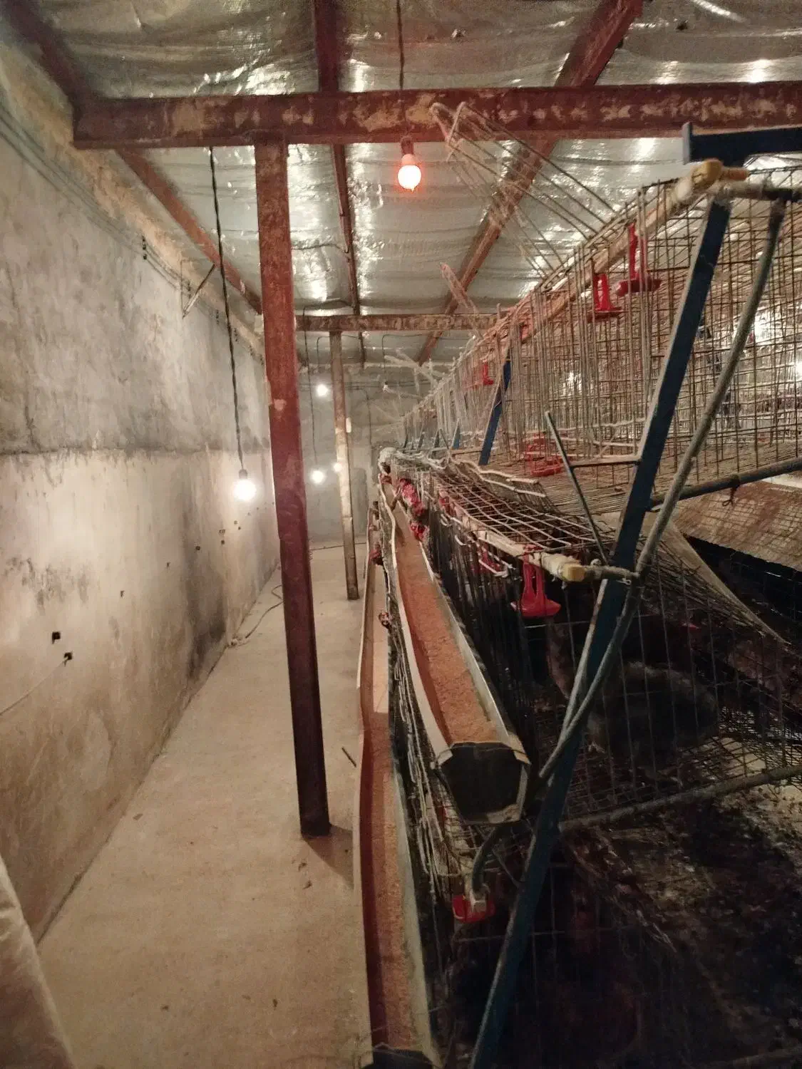 سالن پرورش مرغ تخمگذار|اجارهٔ دفتر صنعتی، کشاورزی، تجاری|فلاورجان, |دیوار