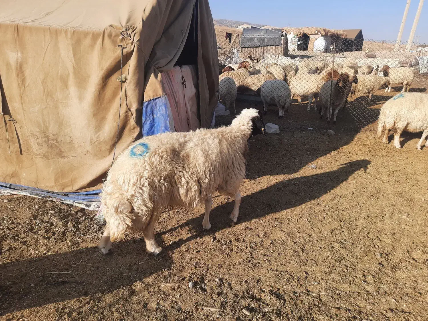 میش داشتی طلا|حیوانات مزرعه|ملکشاهی, |دیوار