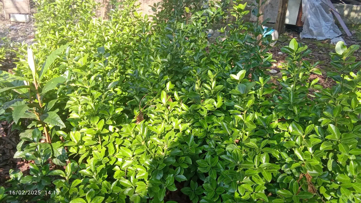 گل شمشاد طلایی|گل و گیاه طبیعی|نوشهر, |دیوار