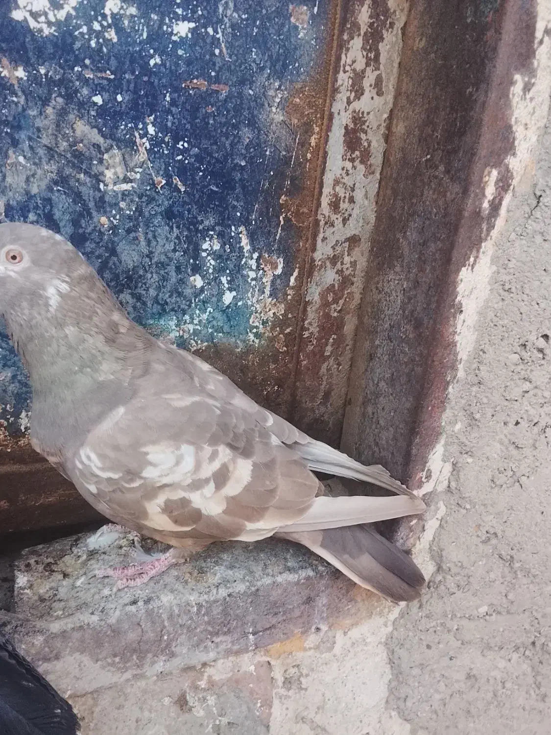 کفتر|پرنده|بناب, |دیوار