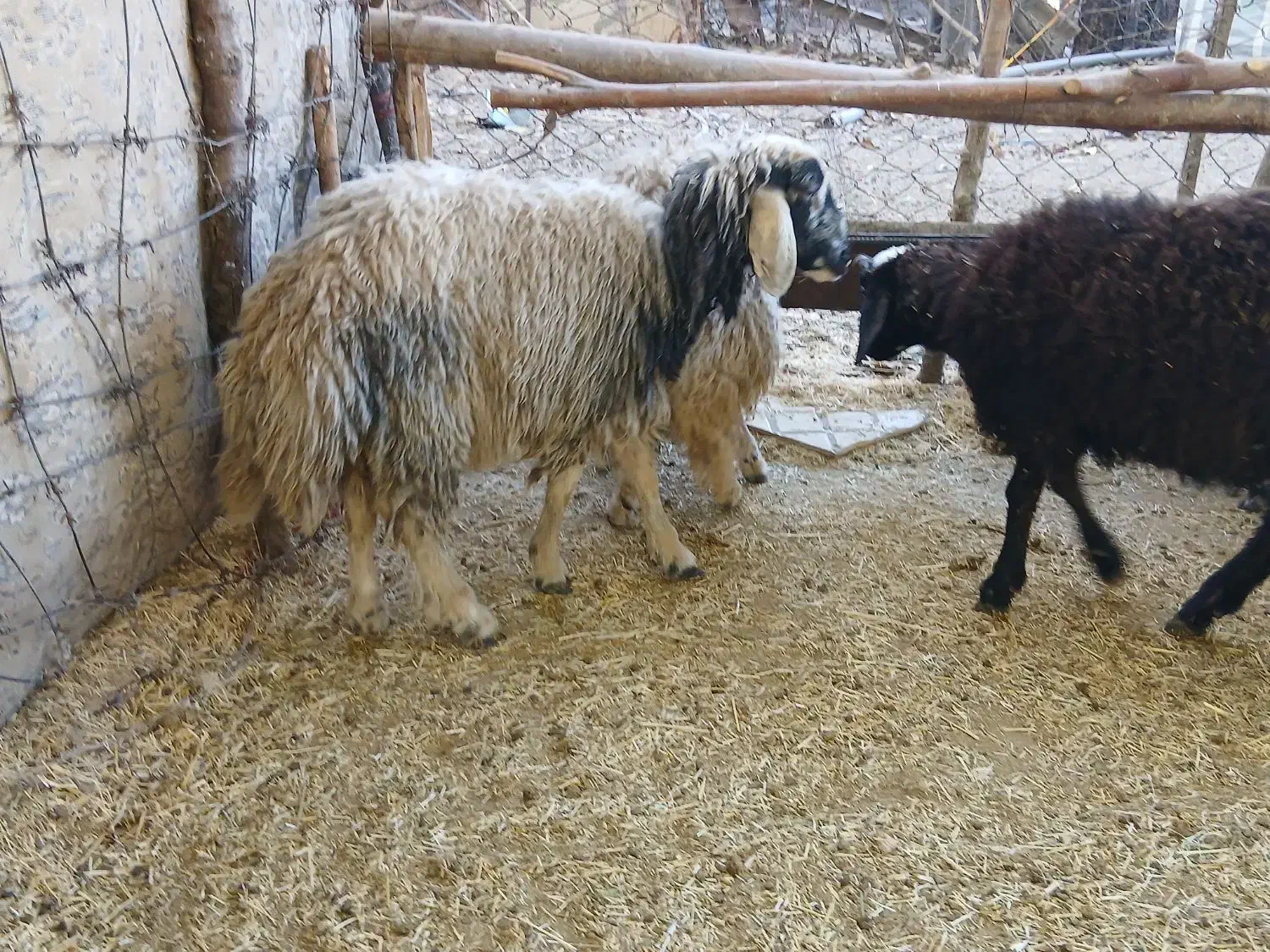 بره جفتی ۵۰ کیلو|حیوانات مزرعه|ملکشاهی, |دیوار