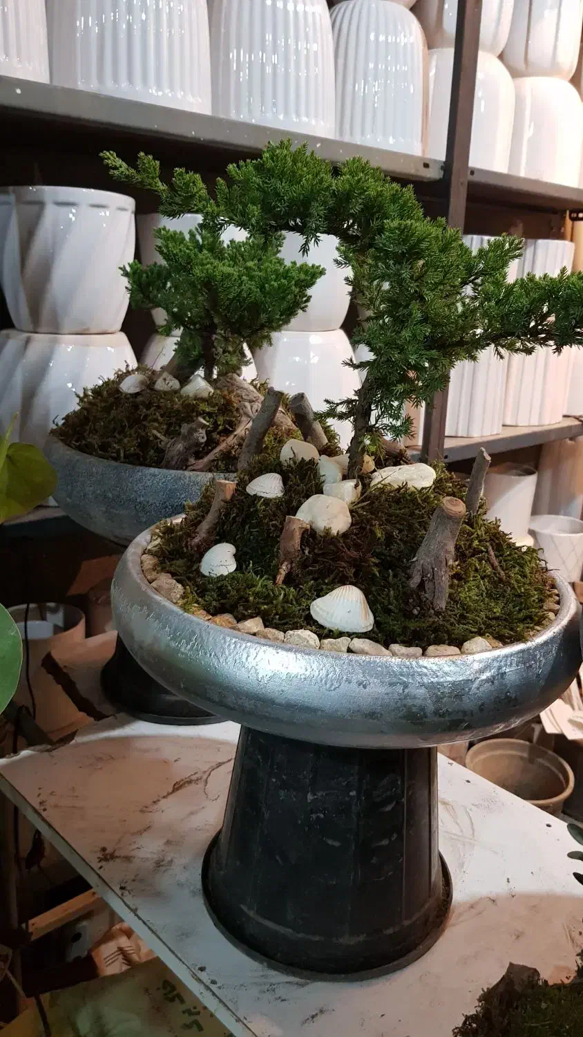 گلهای طبیعی|گل و گیاه طبیعی|قزوین, |دیوار