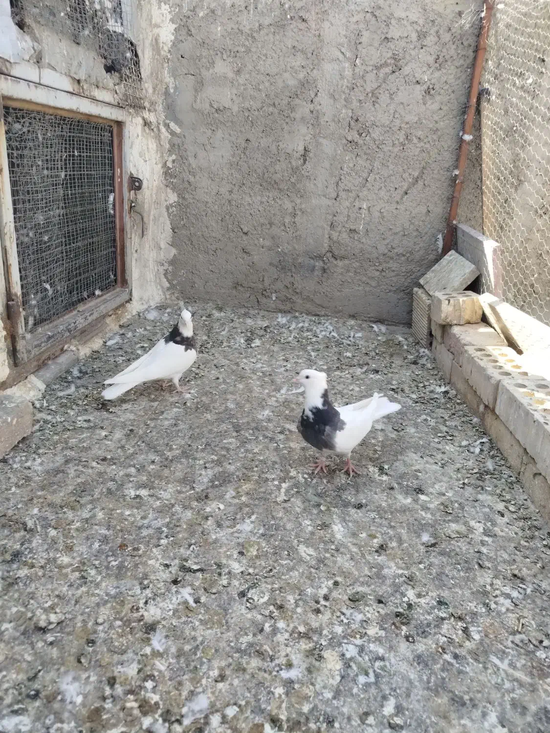 جوجه طوقی باخت رفته|پرنده|ملایر, |دیوار