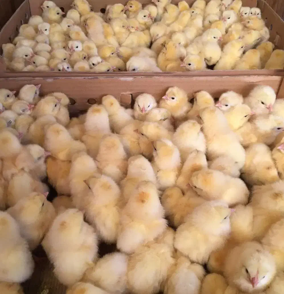 جوجه گوشتی راست|حیوانات مزرعه|گنبد کاووس, |دیوار