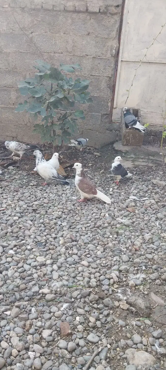 کبوترهای پرشی|پرنده|خان ببین, |دیوار