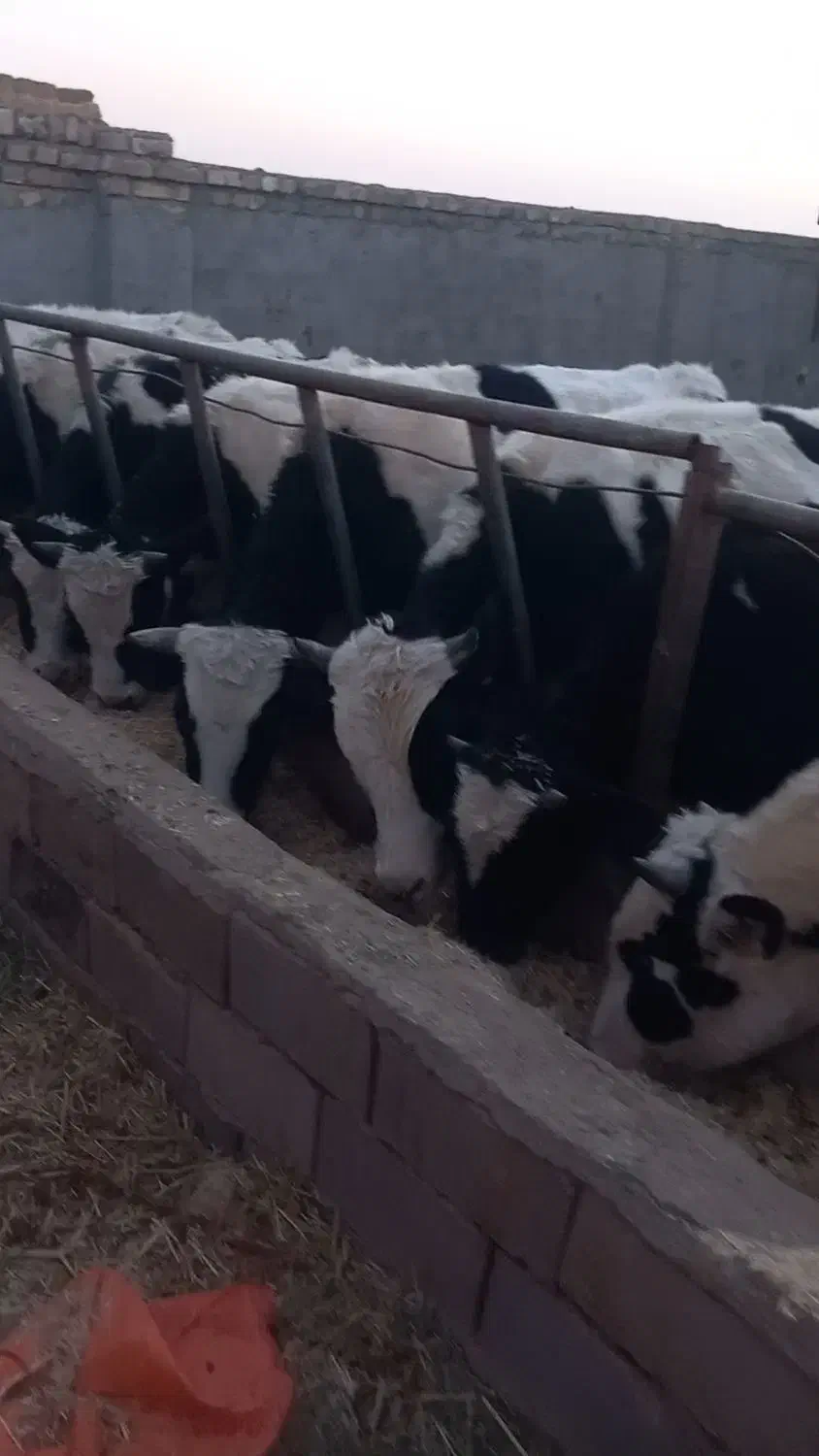 گوساله نر ۲۵۰|حیوانات مزرعه|شال, |دیوار