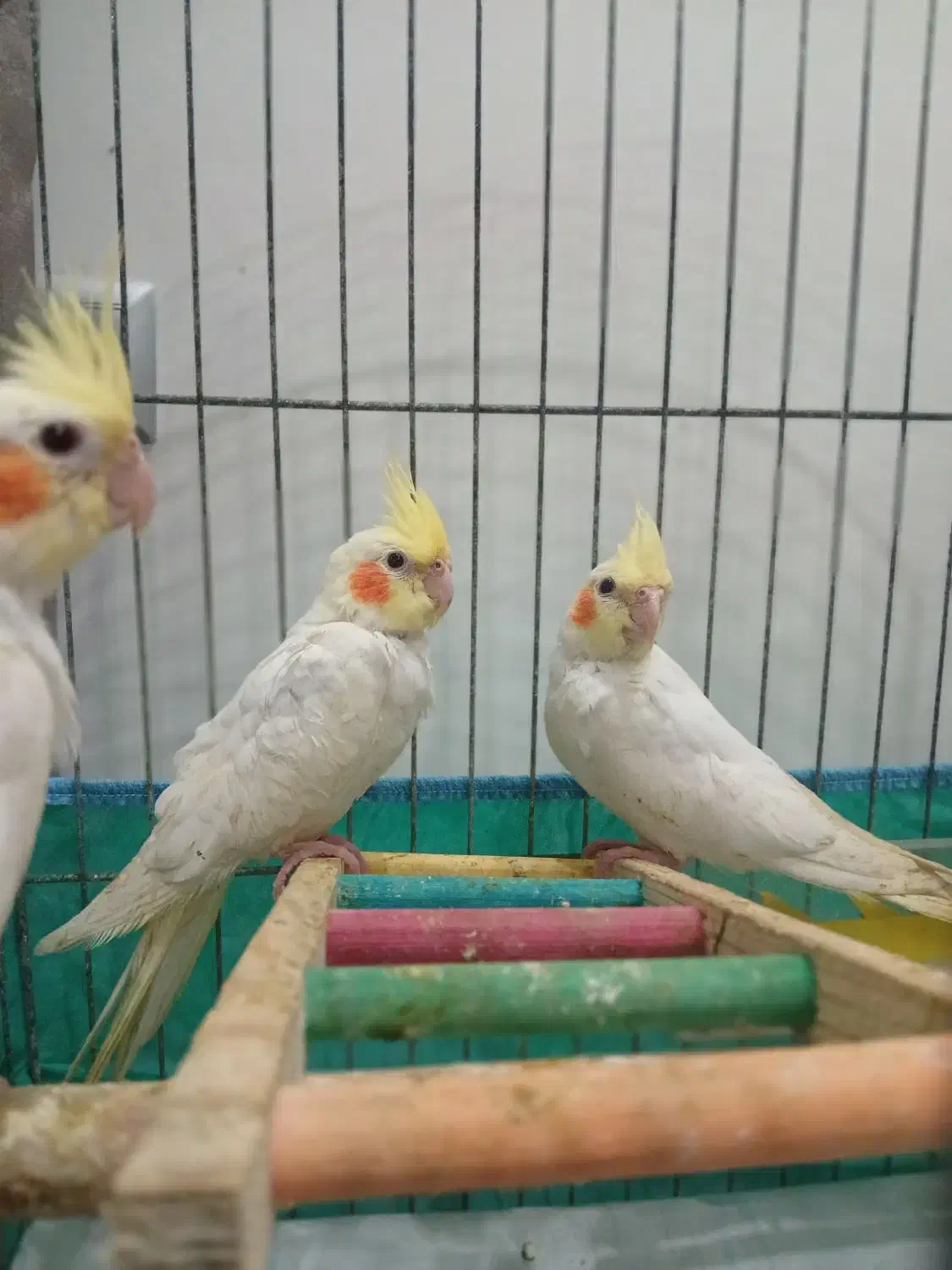 طوطی عروس|پرنده|رشت, رشتیان|دیوار