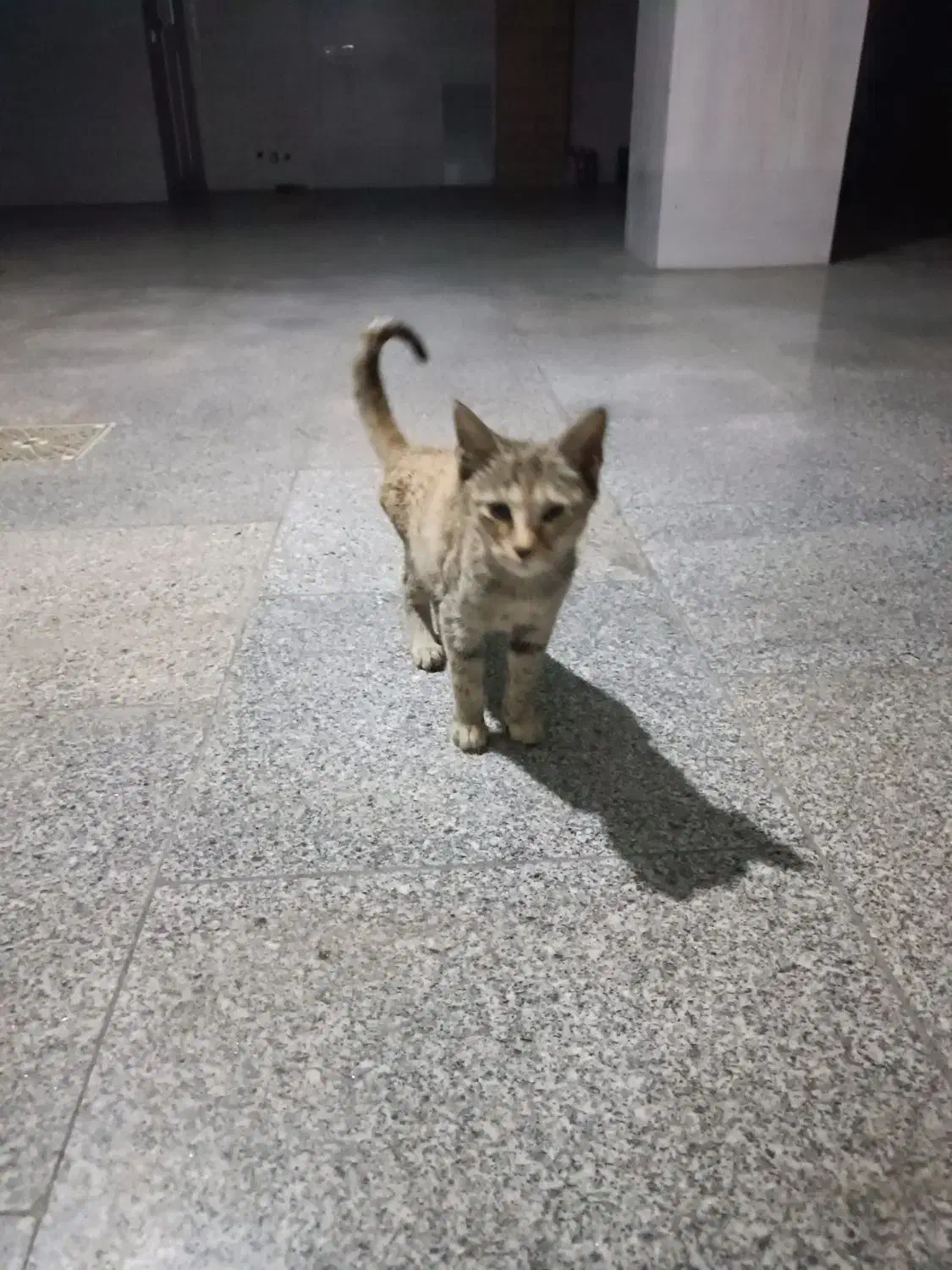 واگذاری بچه گربه|گربه|ساری, |دیوار