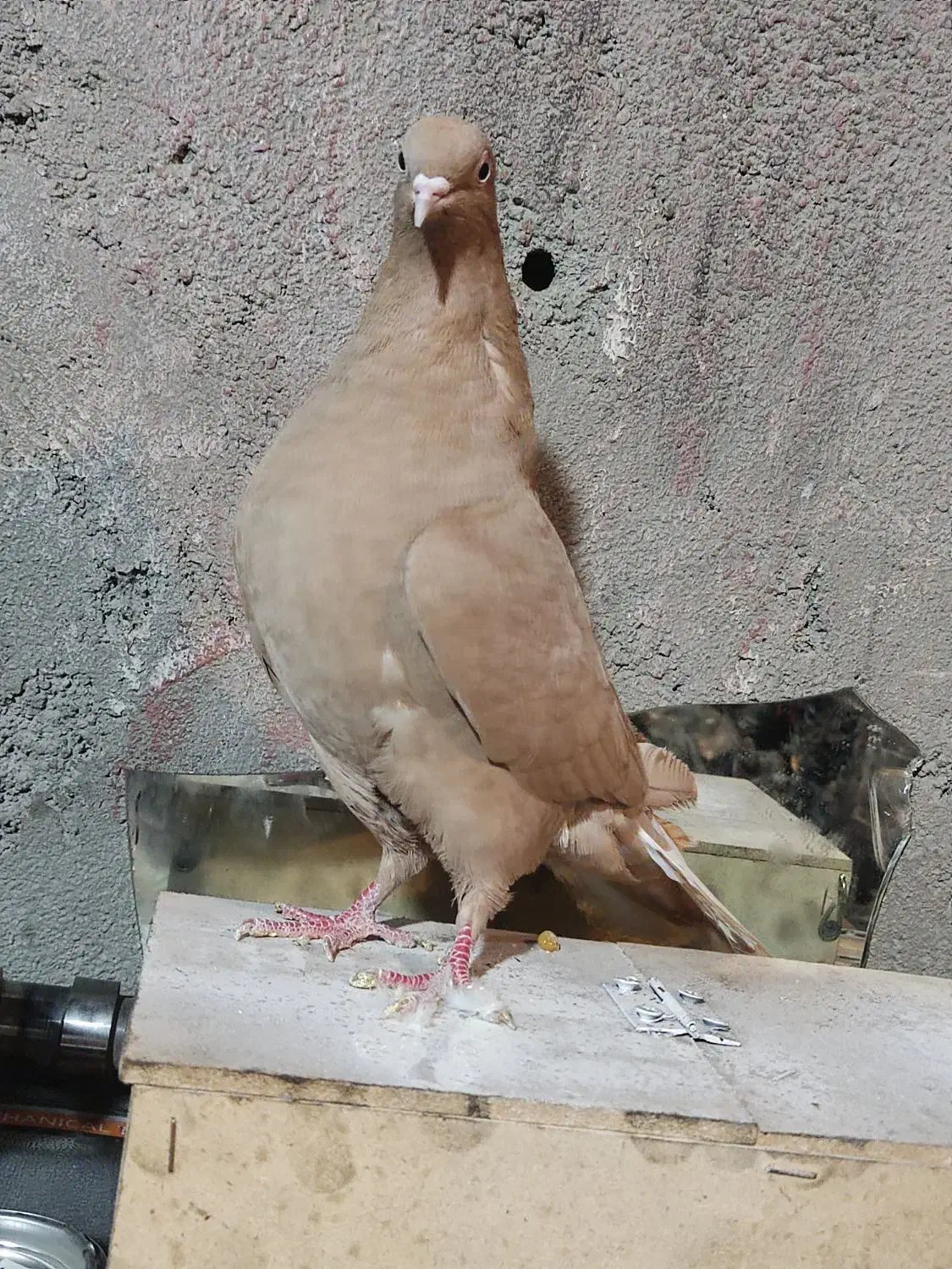 ماده دم سفید|پرنده|قائن, |دیوار