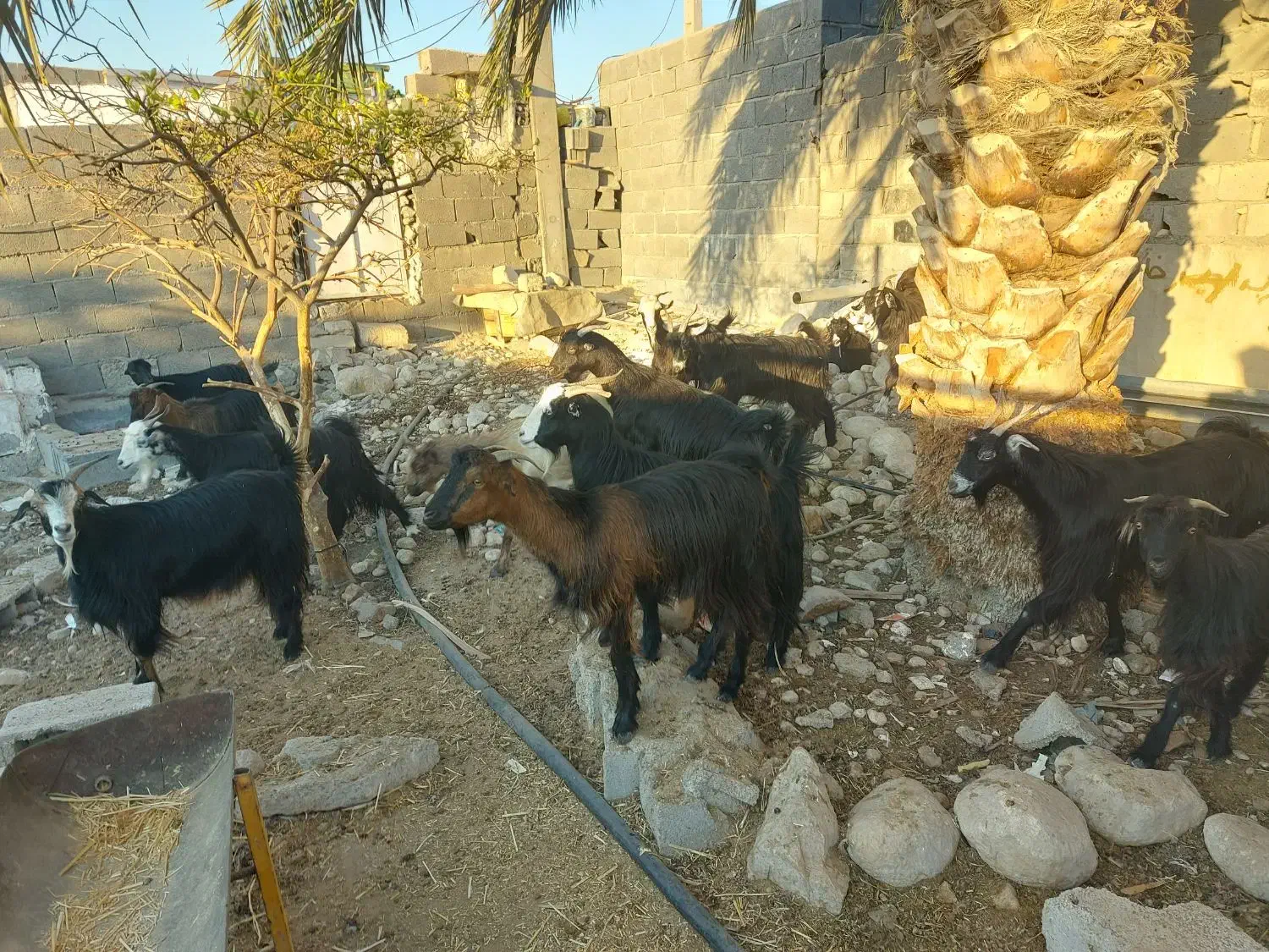 بزمحلی|حیوانات مزرعه|بندر کنگان, |دیوار