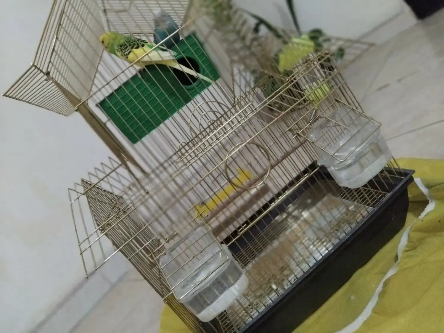 یک جفت مرغ عشق آماده تخم گذاری|پرنده|چهاردانگه (تهران), |دیوار