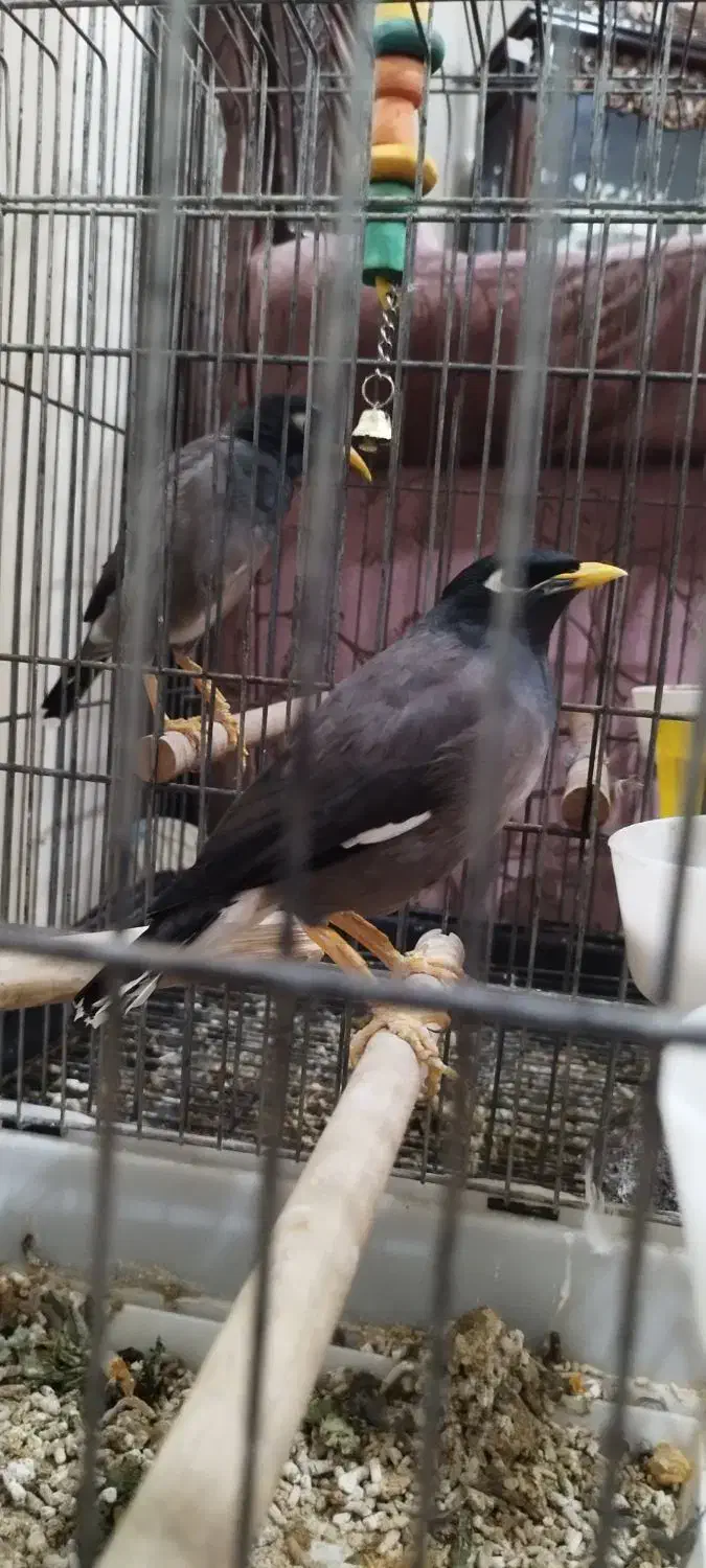 مرغ مینا سخنگو|پرنده|کرج, حصارک پایین|دیوار