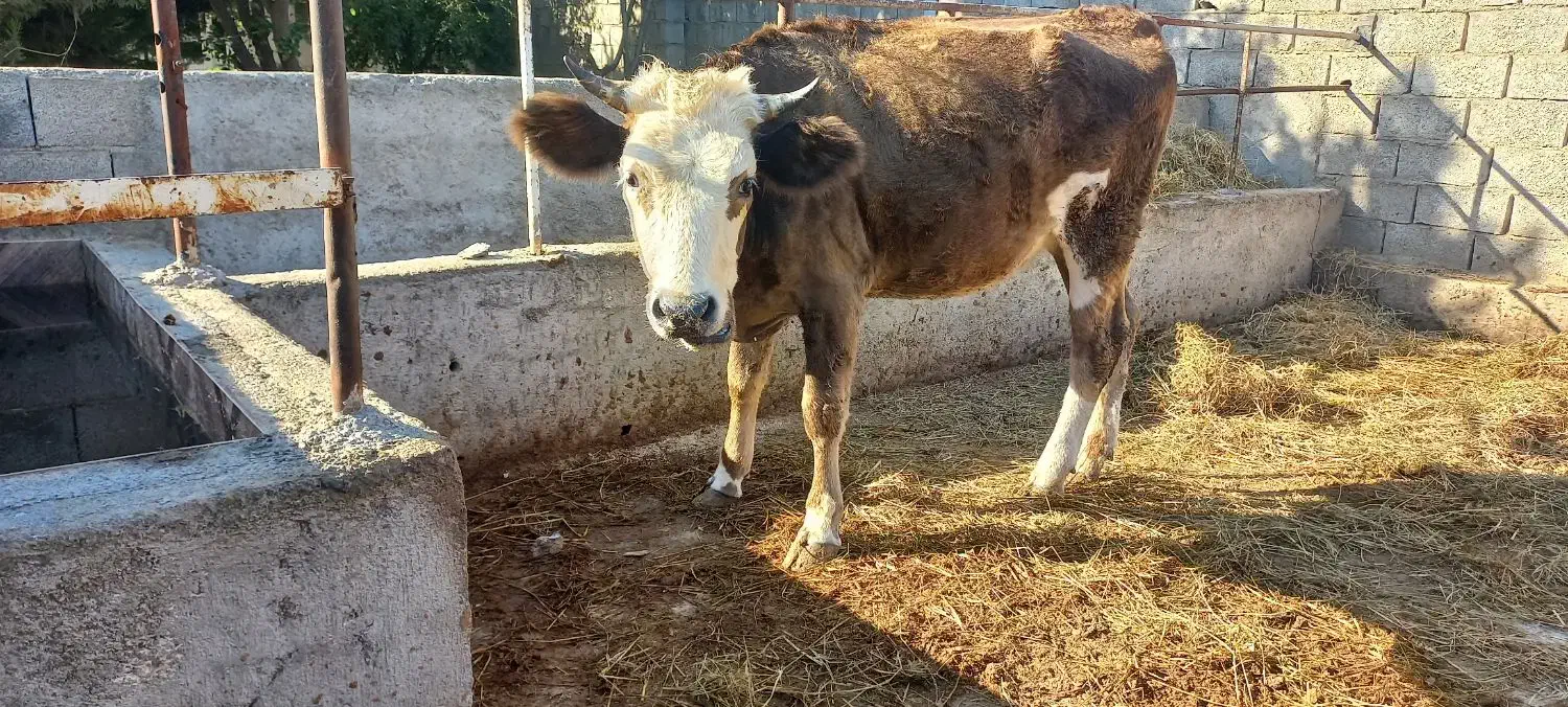 دو تا گاو نزاییده|حیوانات مزرعه|سیمین شهر, |دیوار