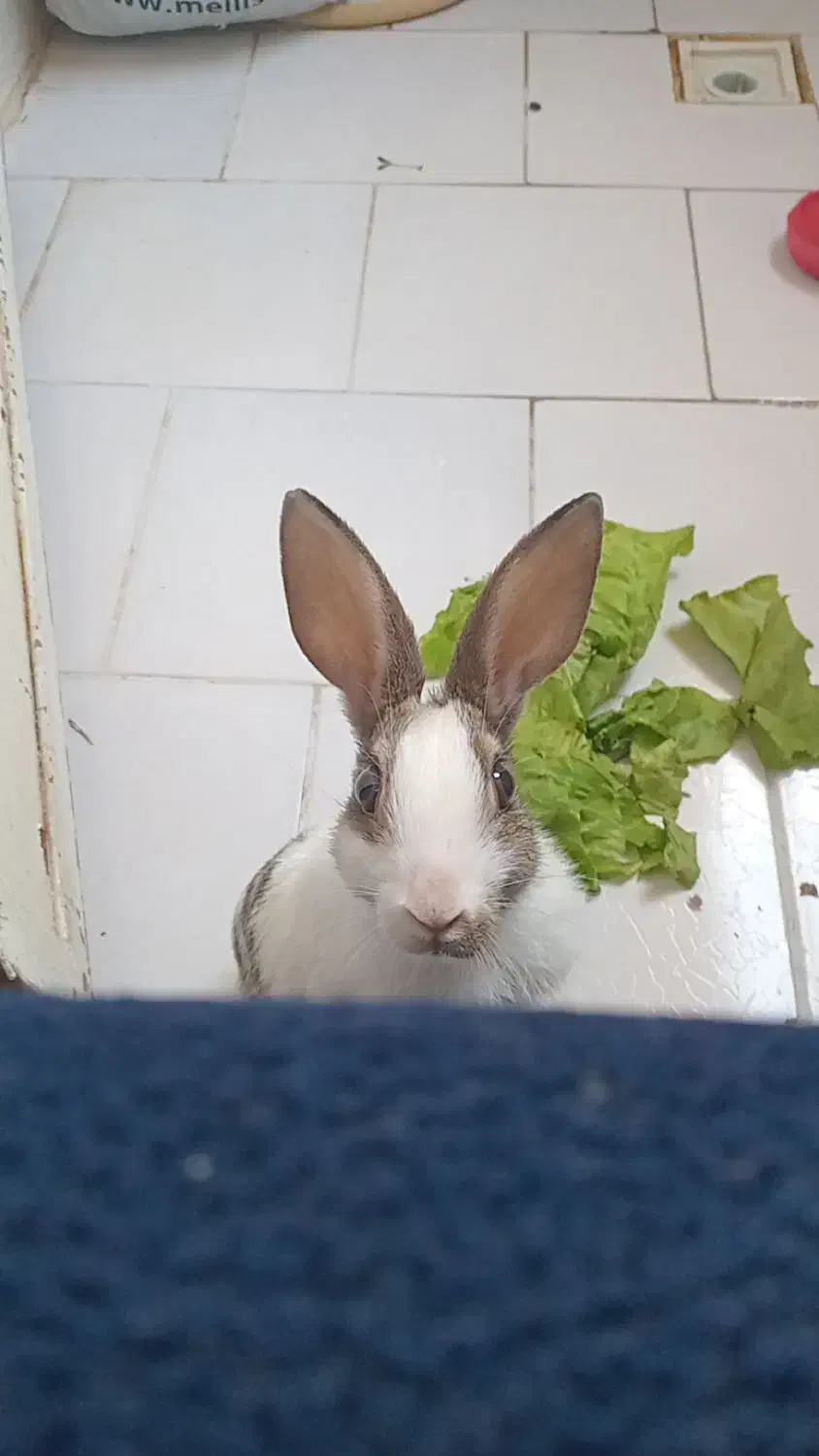 خرگوش|موش و خرگوش|فردوسیه, |دیوار