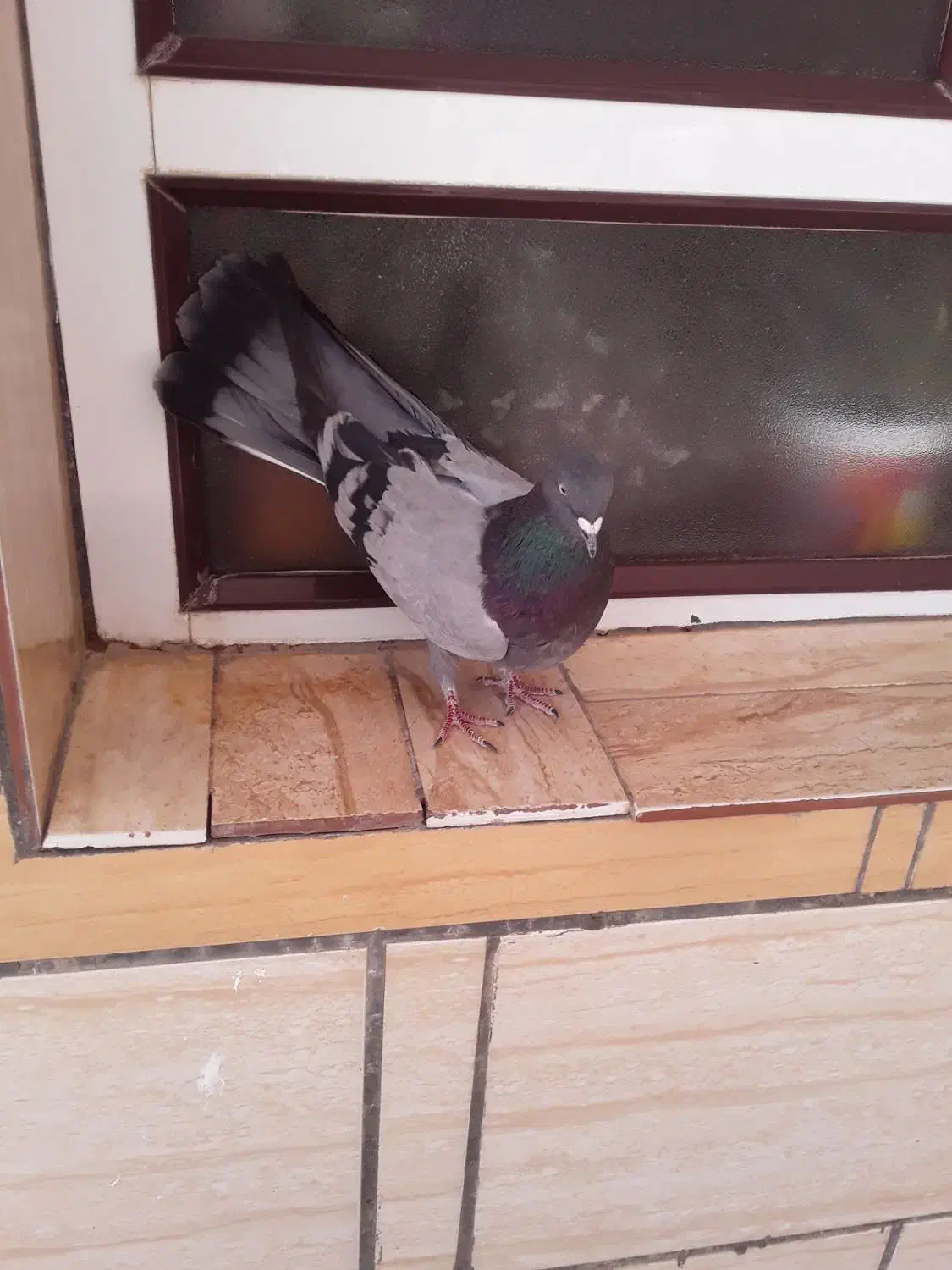 کبوتر پر|پرنده|لاران, |دیوار