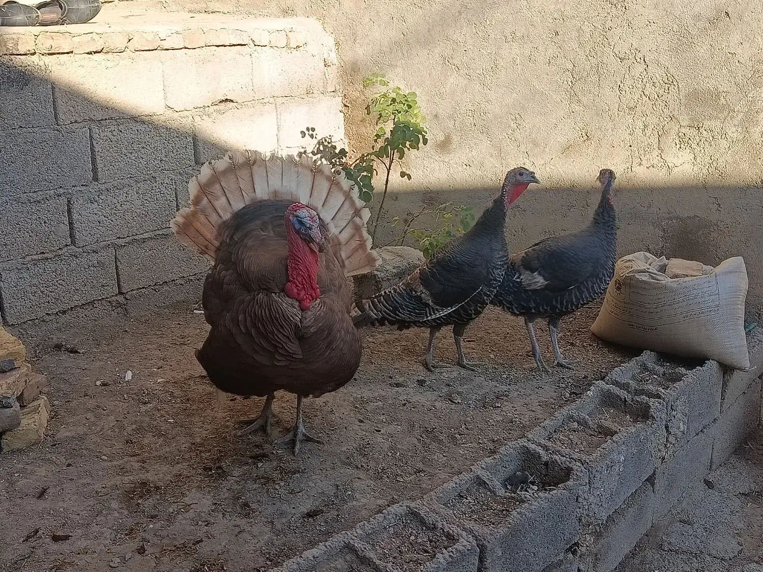 بوقلمون|پرنده|سرعین, |دیوار