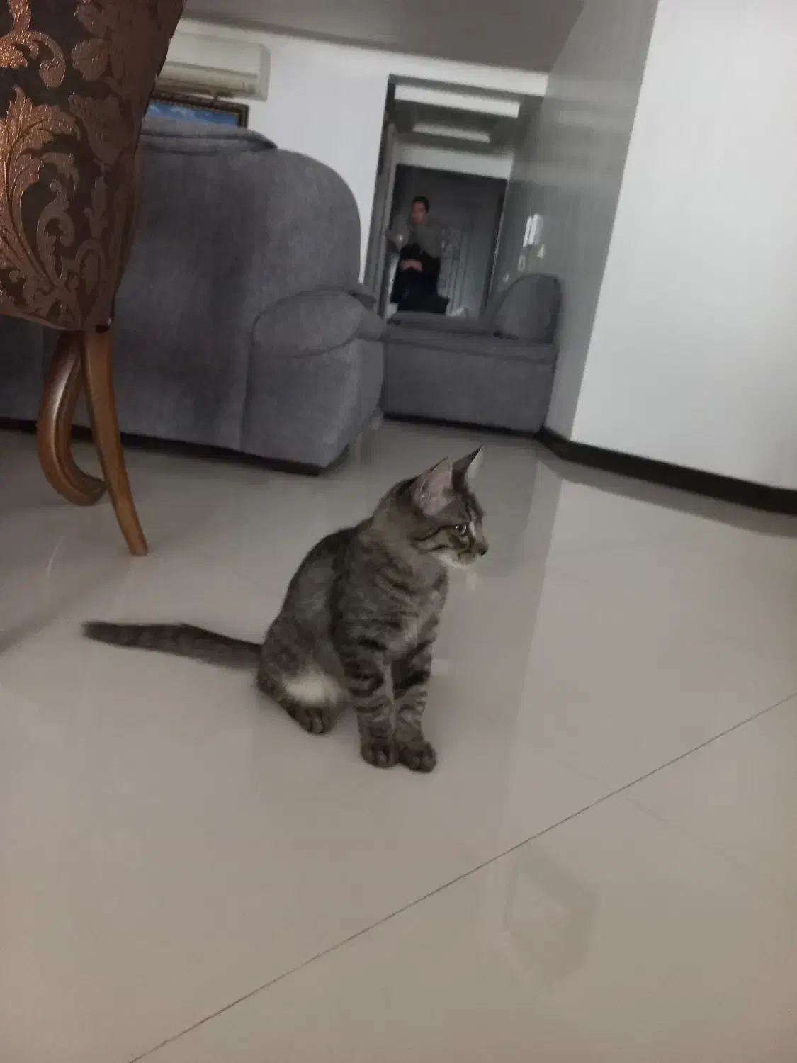 گربه|گربه|ساری, |دیوار