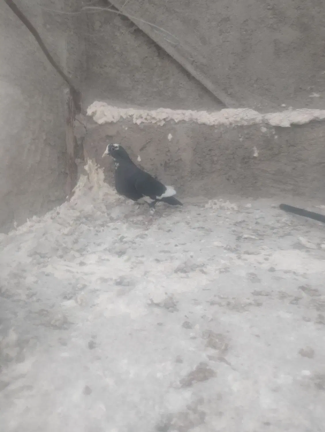 ماده پلنگ|پرنده|کرمان, |دیوار