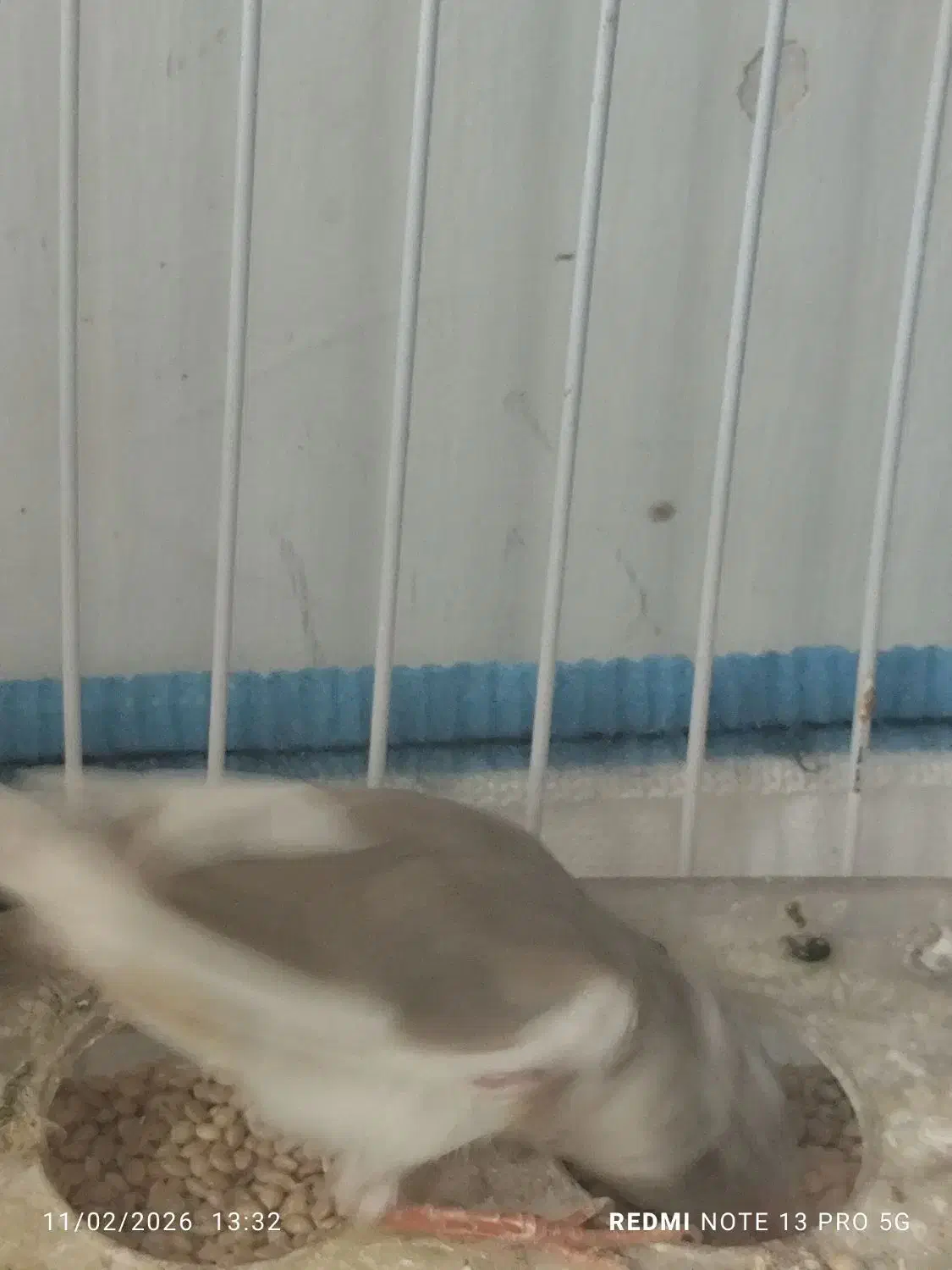 فنچ ماده|پرنده|کوار, |دیوار