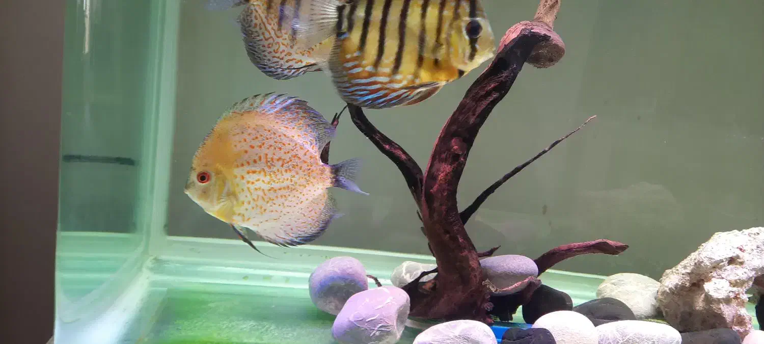 دیسکس|ماهی|مبارکه, |دیوار