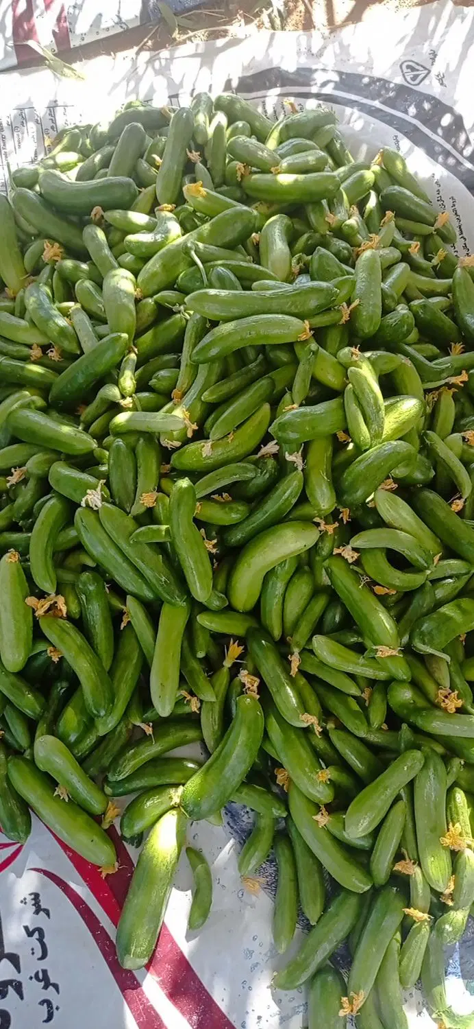خیار|خوردنی و آشامیدنی|سنندج, |دیوار