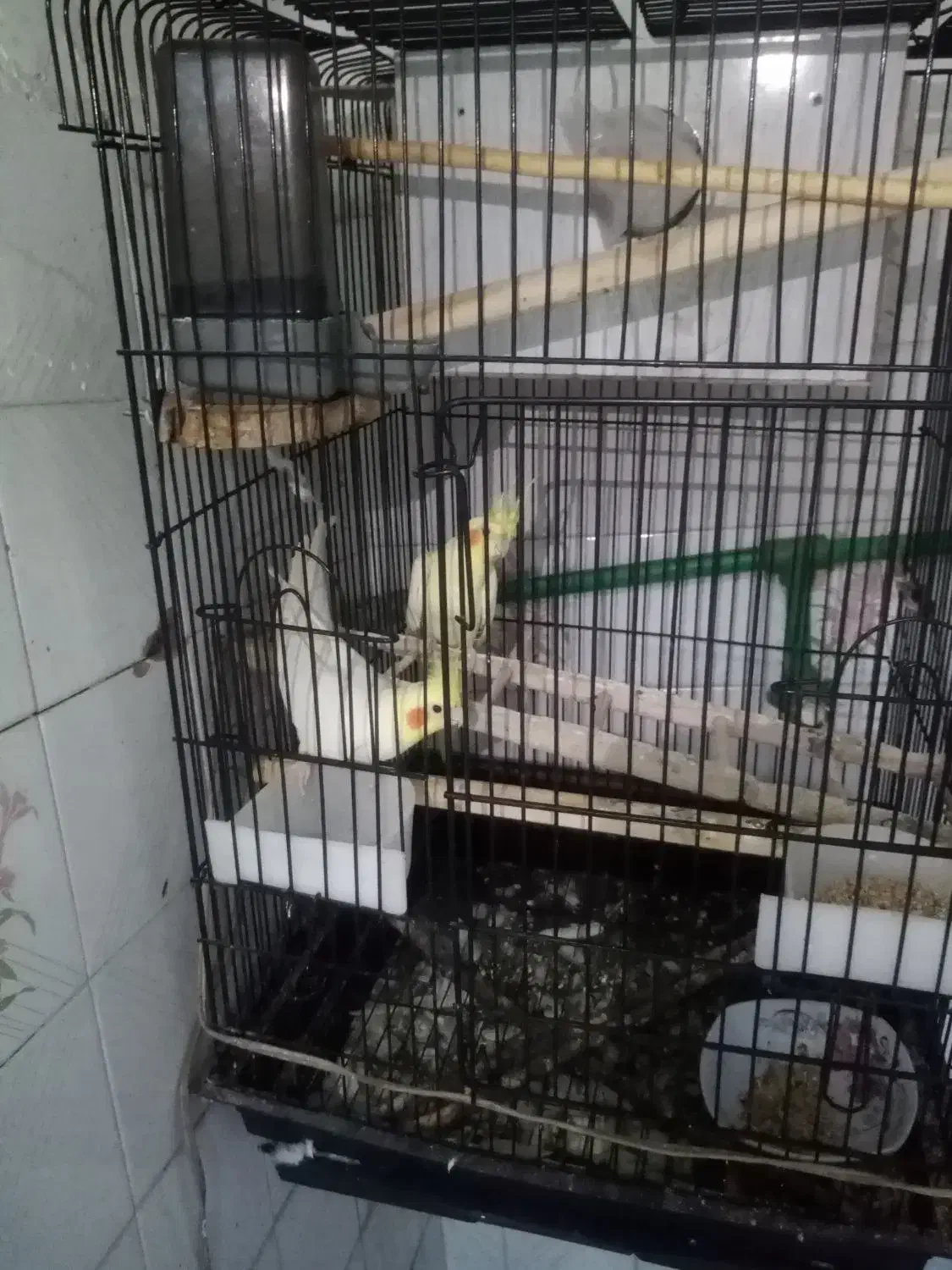 عروس هلندی|پرنده|اشنویه, |دیوار