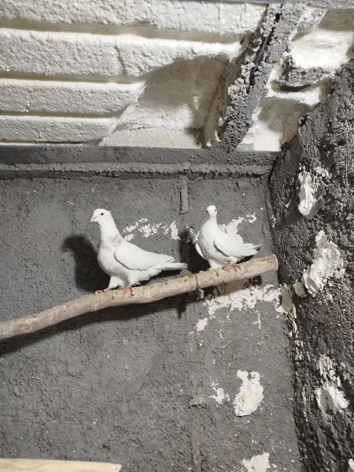 کبوتر طوقی|پرنده|سنندج, |دیوار