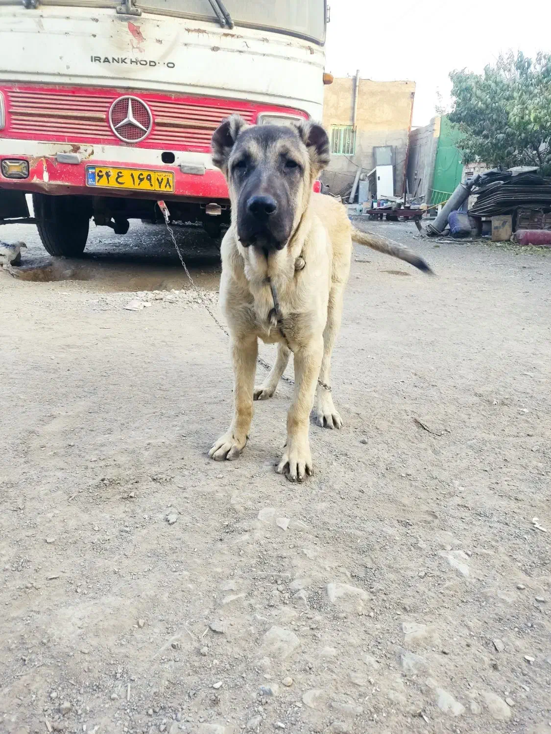 توله سرابی ۵ماه نر|سگ|چهارباغ, |دیوار