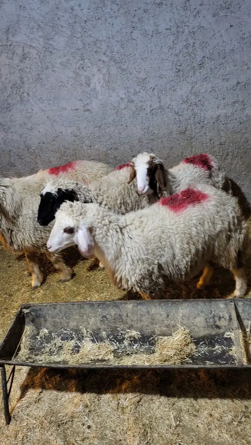 بره|حیوانات مزرعه|شباب, |دیوار