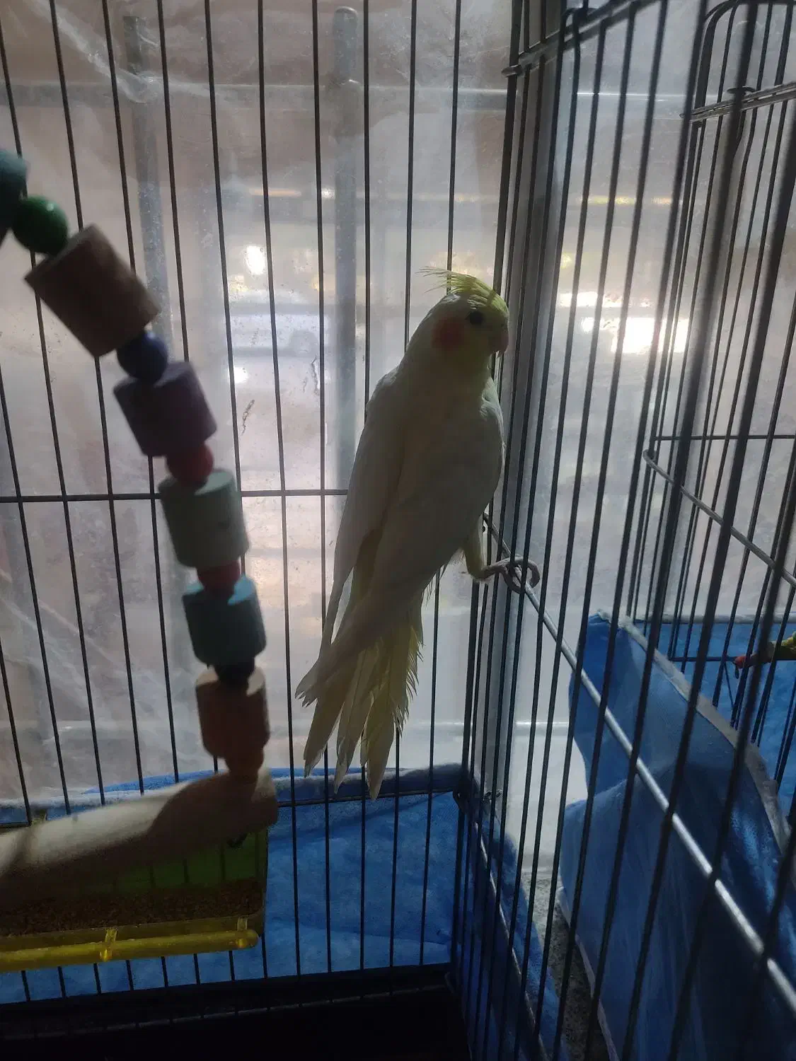 عروس هلندی نر وماده|پرنده|بهار, |دیوار