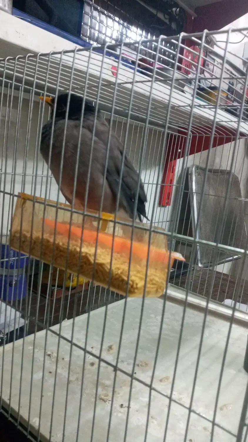 مینا|پرنده|اردبیل, |دیوار