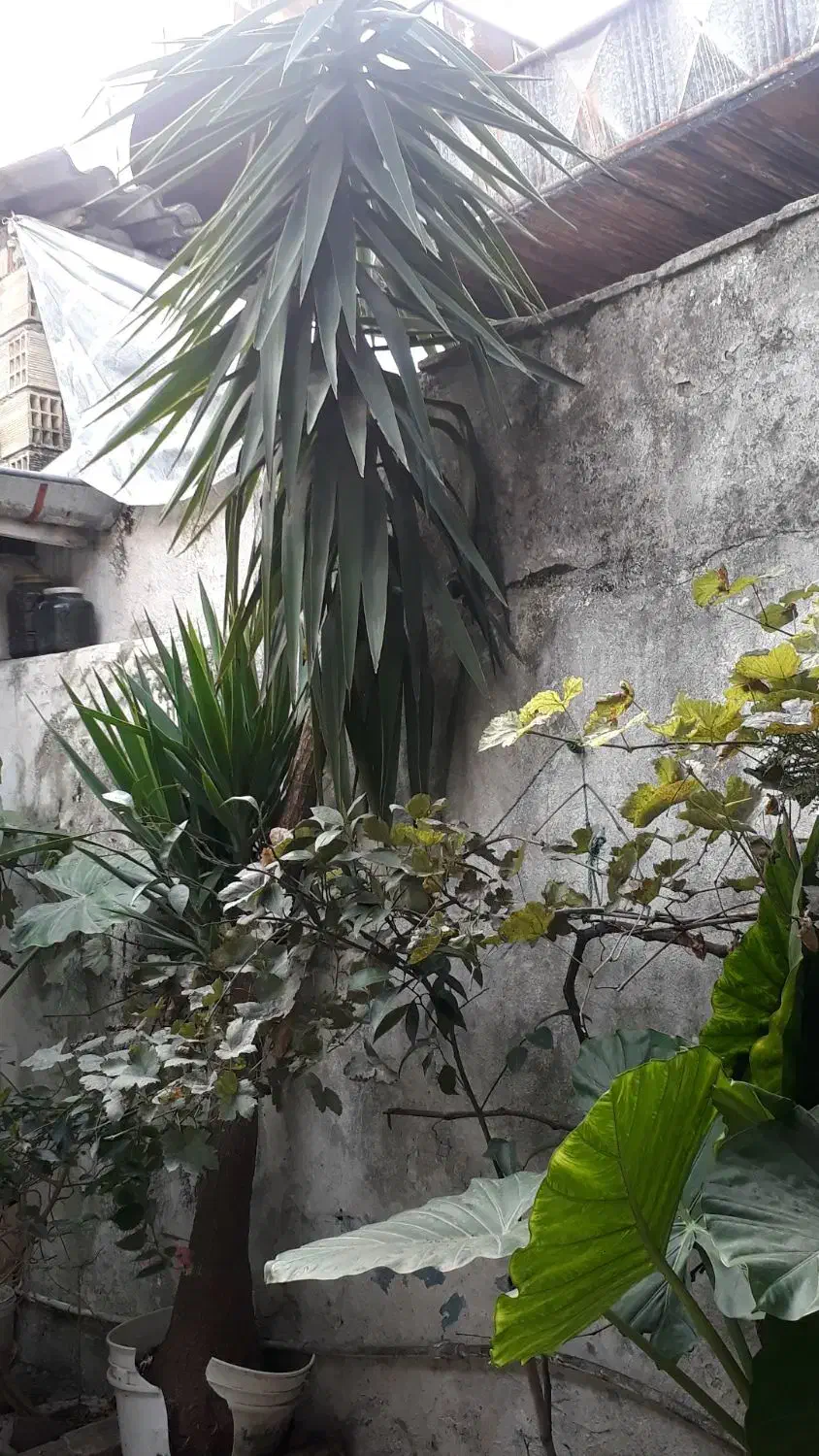 یوکای زیبا|گل و گیاه طبیعی|رشت, لاکان|دیوار