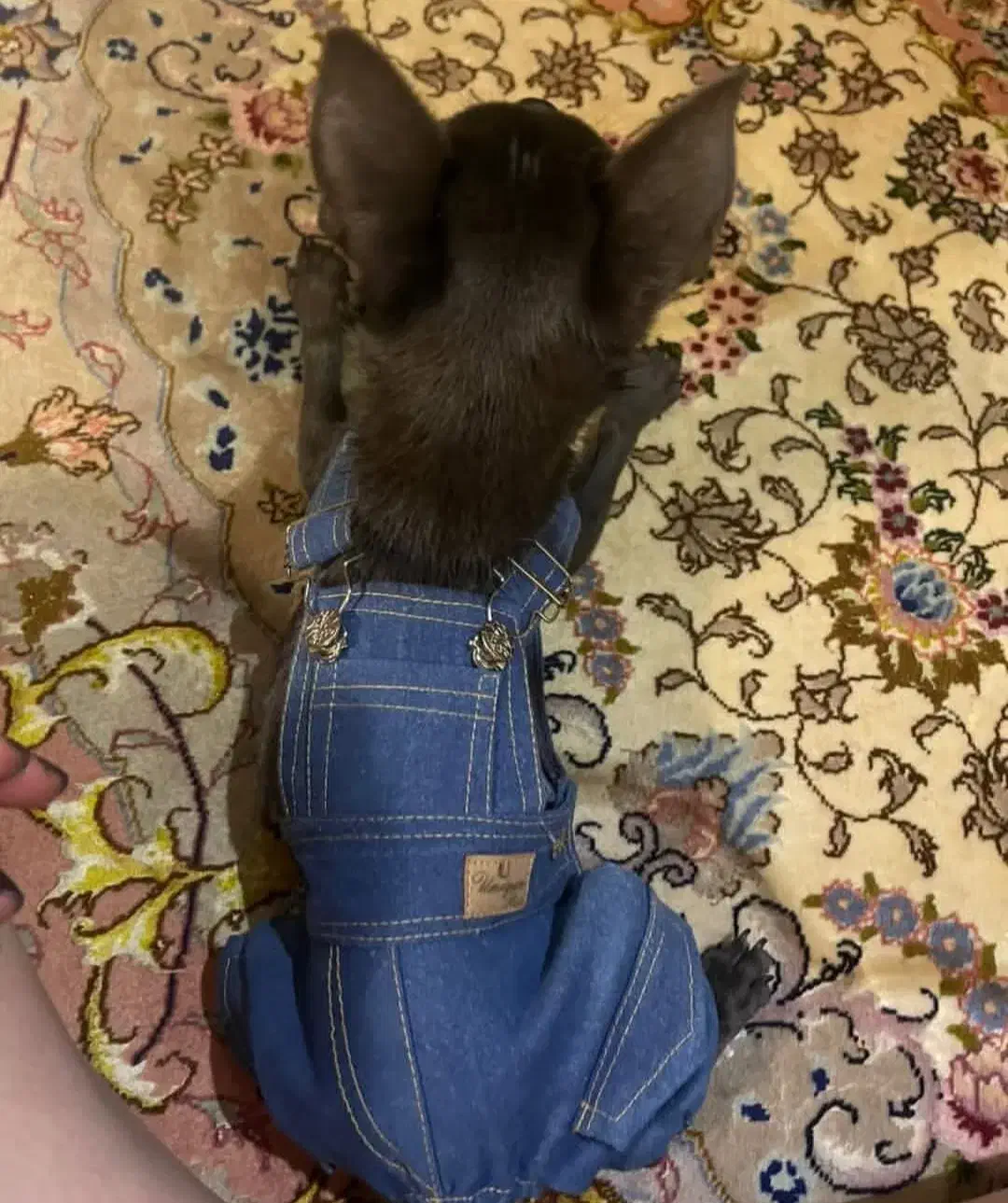 شیواوا تیکاپ دو سر خالص|سگ|ری, دولتآباد|دیوار