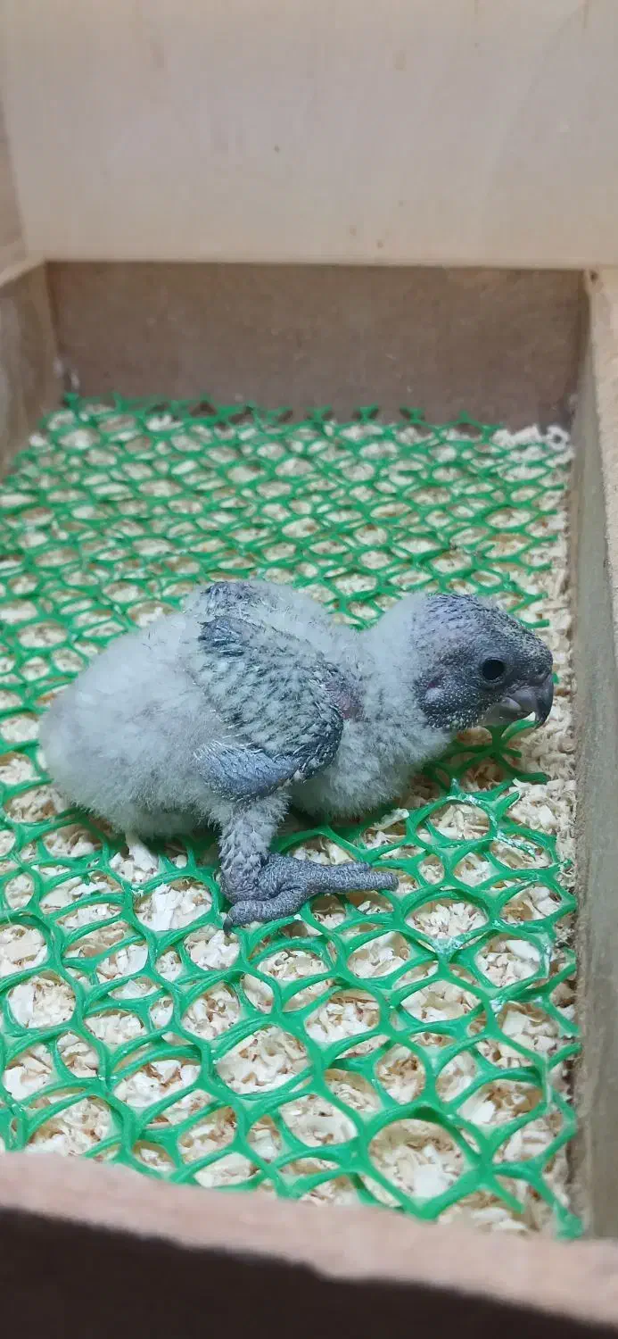 جوجه سرلاکی شاه طوطی  راهب سنگال|پرنده|مشهد, شهید قربانی|دیوار