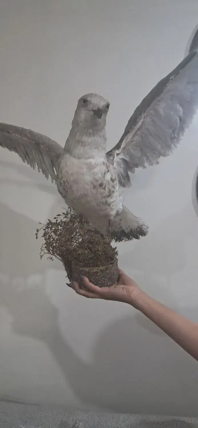 مجسمه مرغ دریایی|مجسمه، تندیس، ماکت|تهران, شهرک رضویه|دیوار