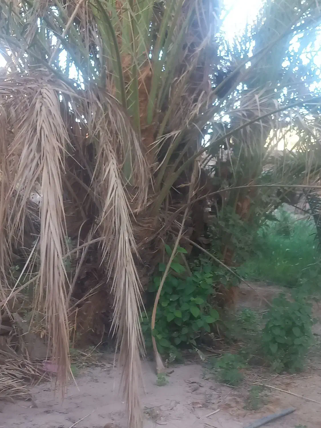 فروش تعدادی پاجوش درخت نر|گل و گیاه طبیعی|گنبکی, |دیوار