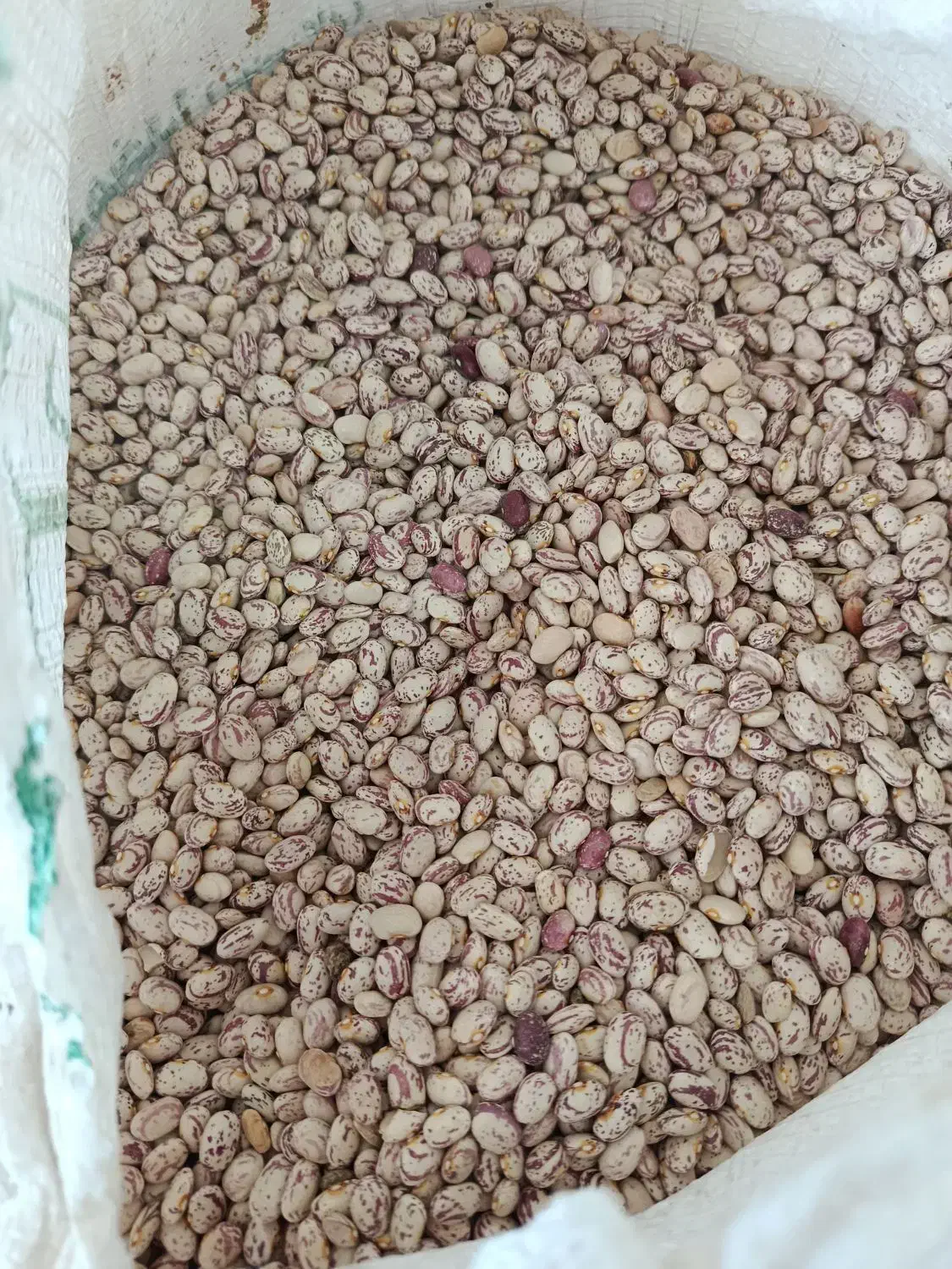 لوبیا چیتی تازه برداشت  امسال|خوردنی و آشامیدنی|خانمیرزا, |دیوار