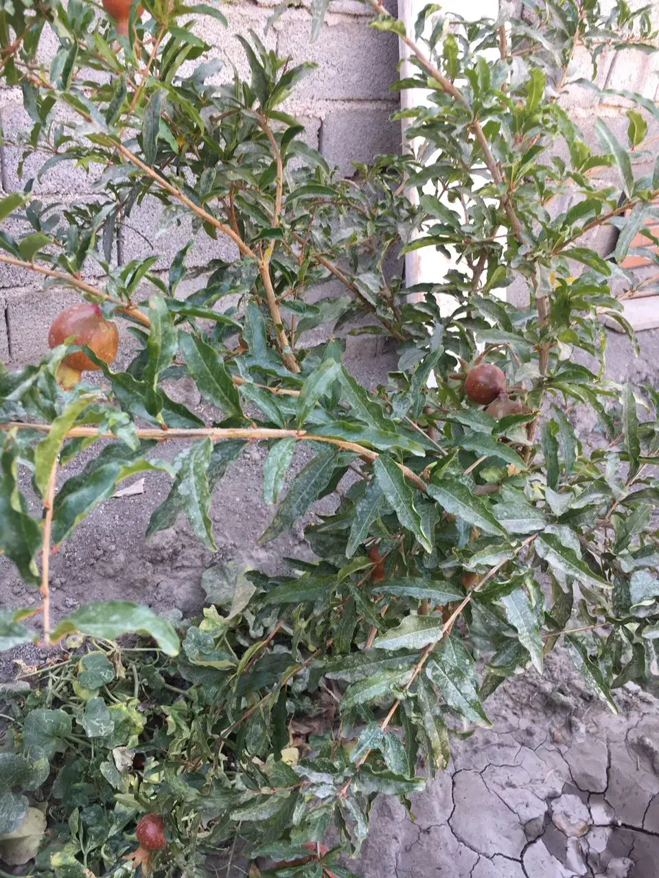 باغچه و باغ معاوضه و تهاتر  با ماشین و..|فروش زمین و ملک کلنگی|رباط‌کریم, انجم آباد|دیوار