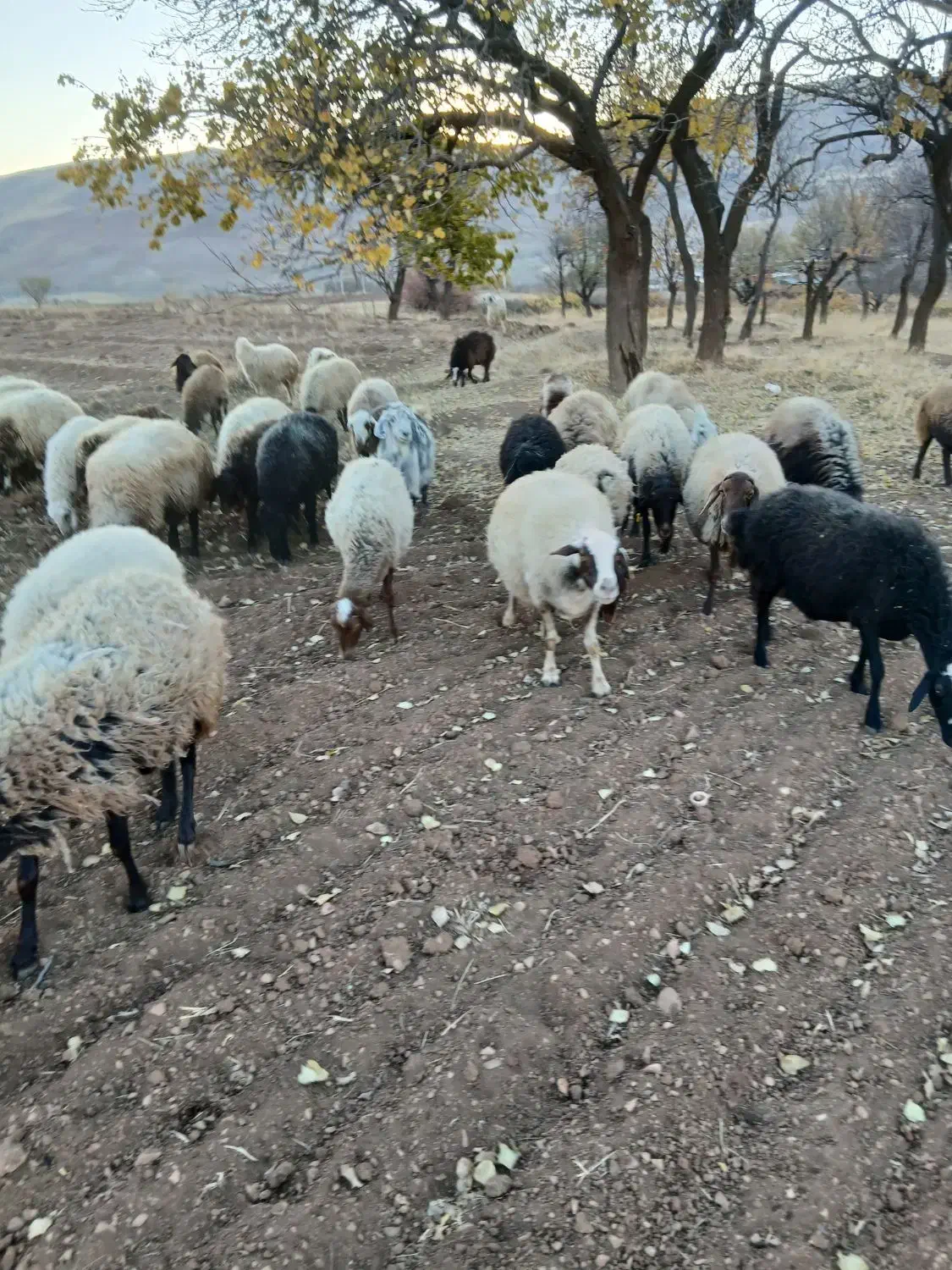 بیست عدد میش وبره|حیوانات مزرعه|کرمانشاه, |دیوار