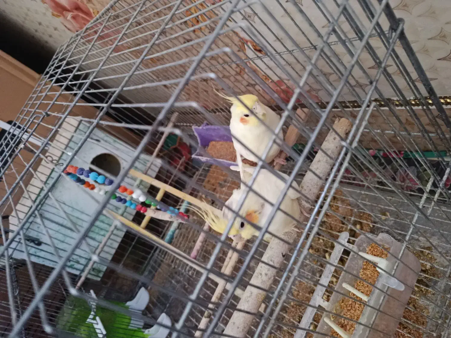 عروس هلندی|پرنده|هامون, |دیوار