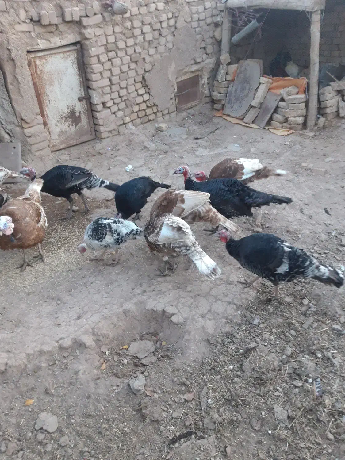 بوقلمون|حیوانات مزرعه|قزوین, |دیوار