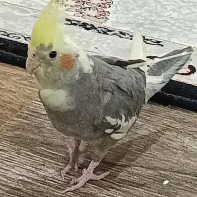 گمشده صوغان علی آباد به یابنده ۲ میلیون مژدگانی|پرنده|ارزوئیه, |دیوار