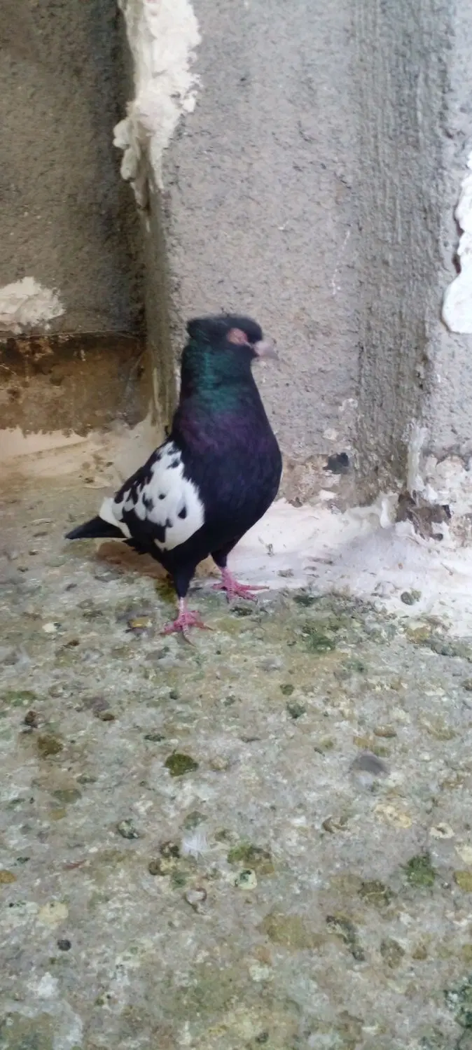 کبوتر|پرنده|مشهد, رستگار|دیوار