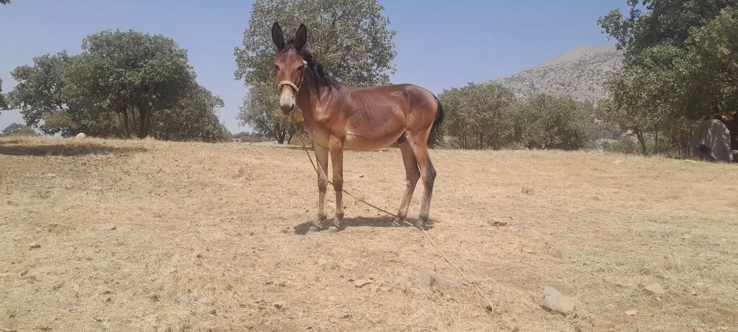 قاطر۱۴ ماهه نر قد بلند|حیوانات مزرعه|چگنی, |دیوار