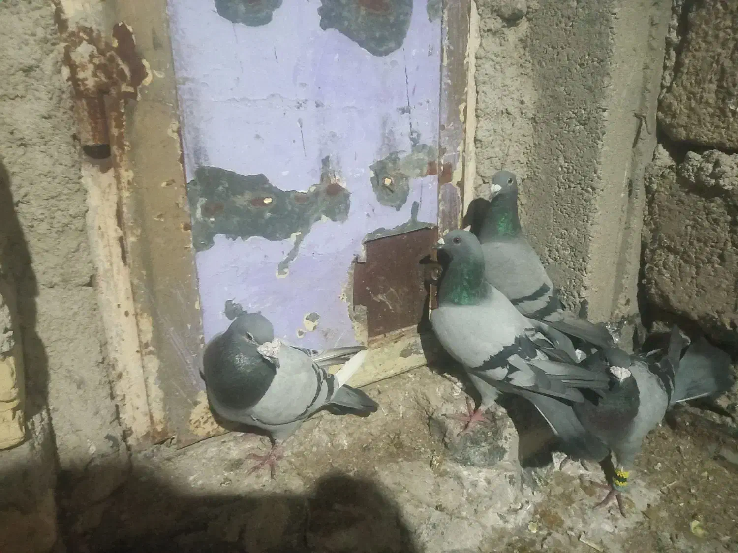 کبوتر پلاکی|حیوانات|فیروزآباد (فارس), |دیوار