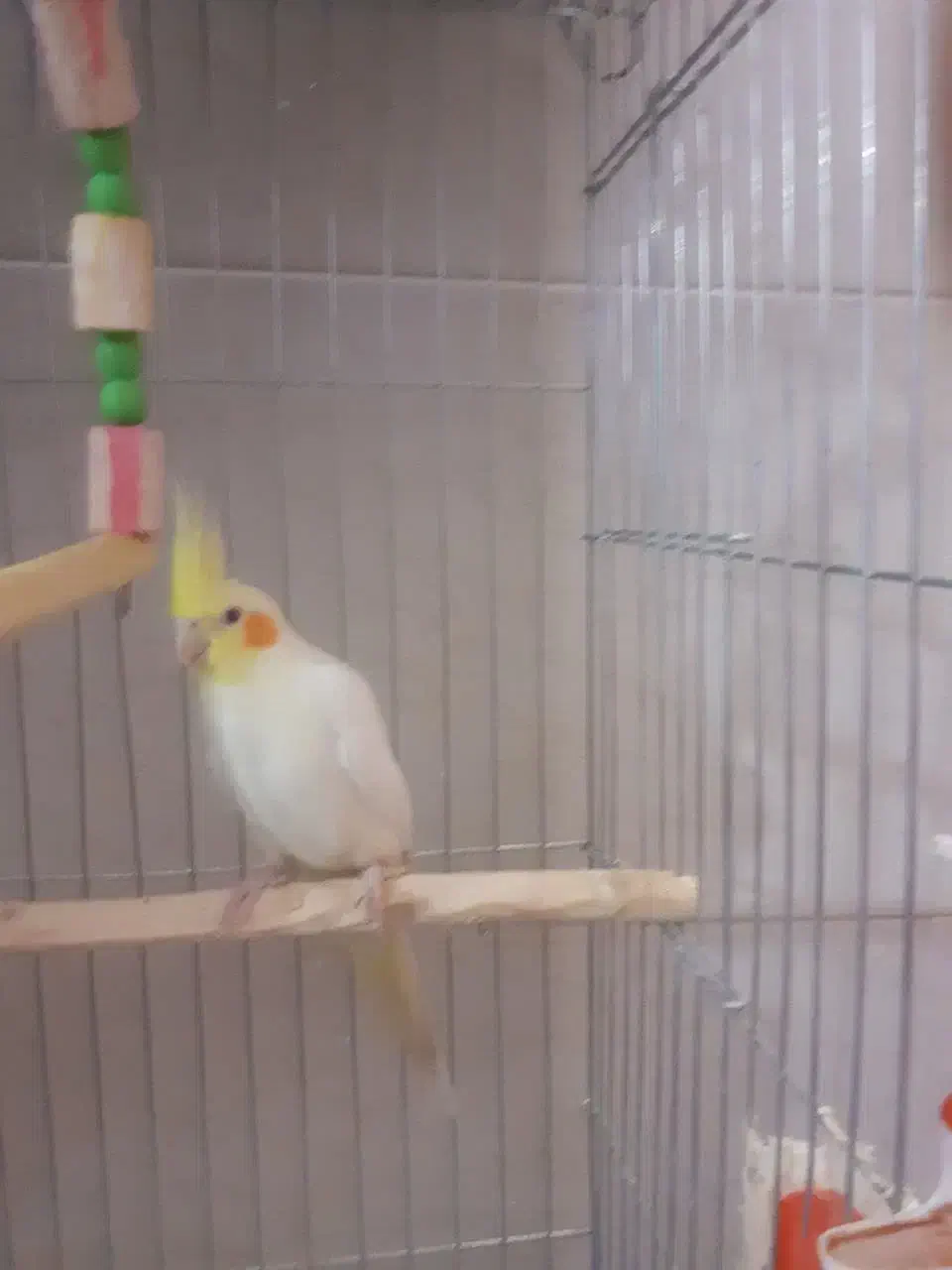 عروس هلندی نر|پرنده|یزد, |دیوار