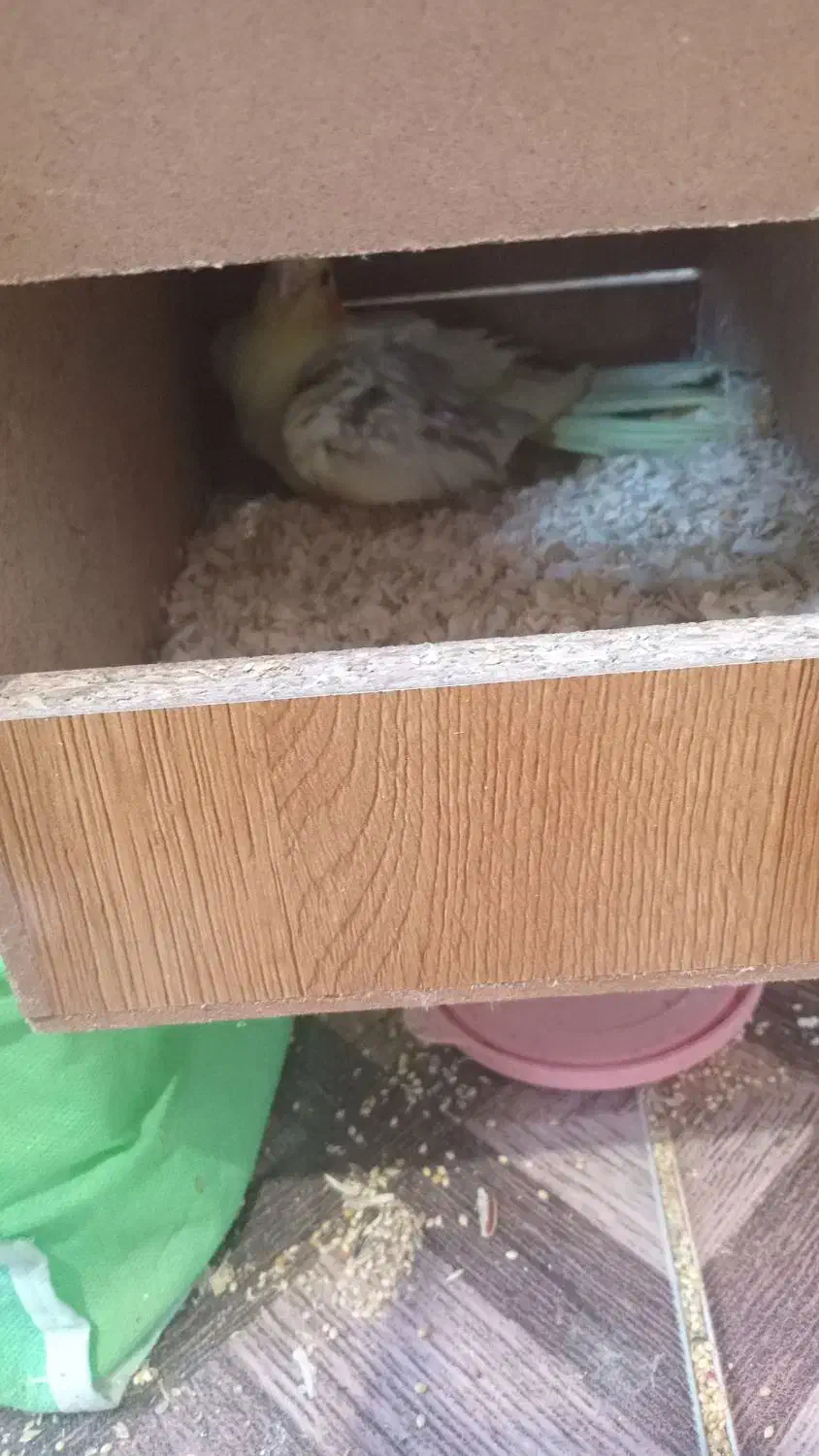 عروس هلندی جفت مولد|پرنده|گرگان, |دیوار